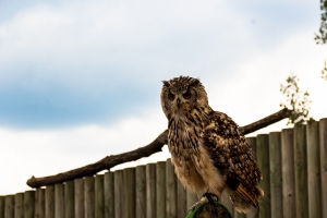 Hibou grand duc